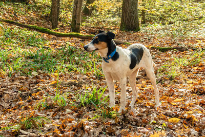 Dog standing on field during autumn