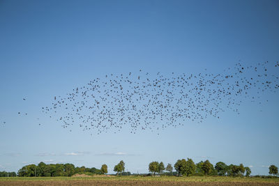 Flock of birds flying in the sky