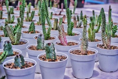 Close-up of potted plants