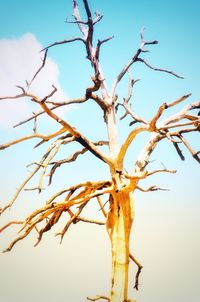 Low angle view of bare tree against clear blue sky