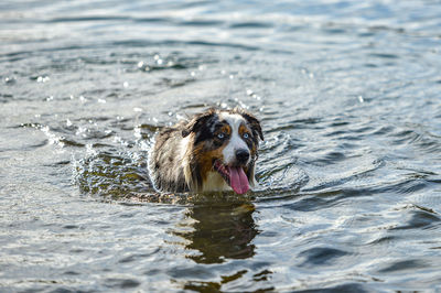 Dog swimming in sea