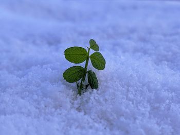 Close-up of snow on plant during winter