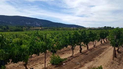 Scenic view of vineyard against sky