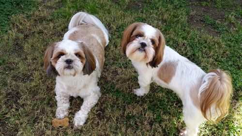 Portrait of dogs on grass