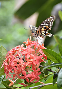 Butterfly on flowers