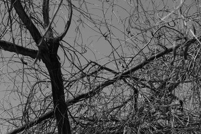 Low angle view of bare tree against sky