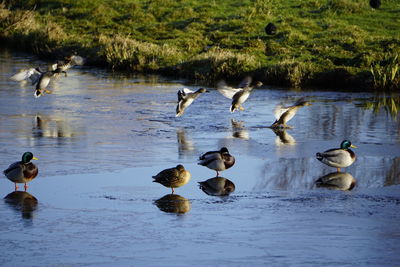 Ducks in a lake