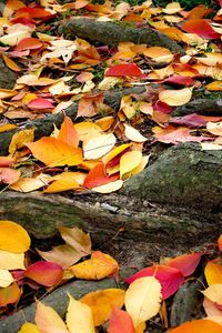 Full frame shot of leaves