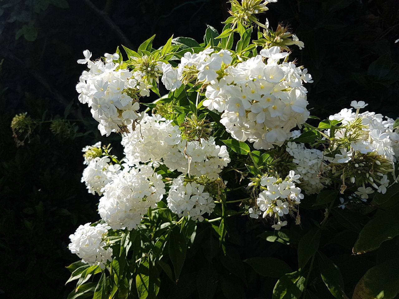 WHITE FLOWERING PLANTS