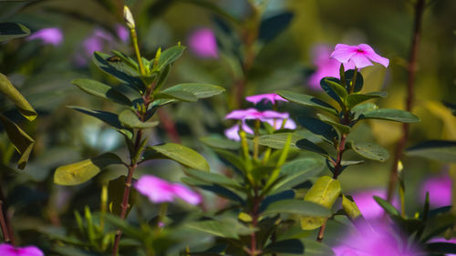 Close-up of pink flowering plant