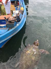 Turtle swimming near a boat