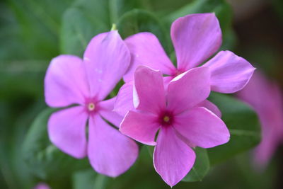 Close-up of pink flowering plant