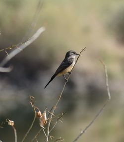 Close-up of bird perching on branch