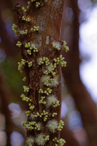 Close-up of tree trunk