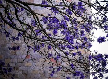Low angle view of purple flowers on tree