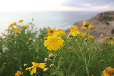 Close-up of yellow flowering plant on field