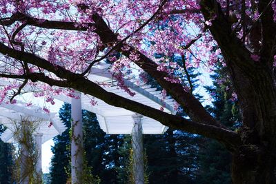Low angle view of cherry blossoms against sky
