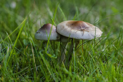 Close-up of mushrooms growing on field