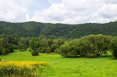 Scenic view of field and trees against sky