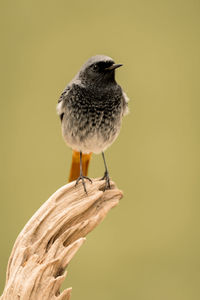 Close-up of bird perching on branch