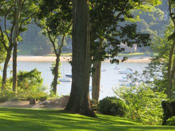 Trees by lake in park