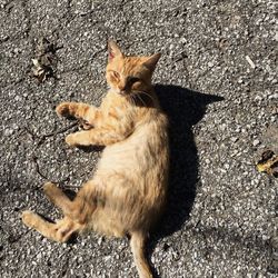 High angle view of kitten sitting on road