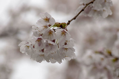 Close-up of cherry blossom