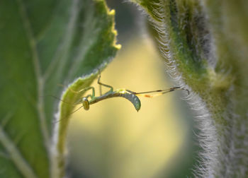 Close-up of insect