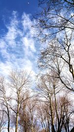 Low angle view of bare tree against blue sky