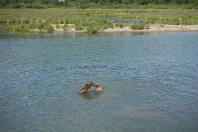 View of ducks swimming in lake