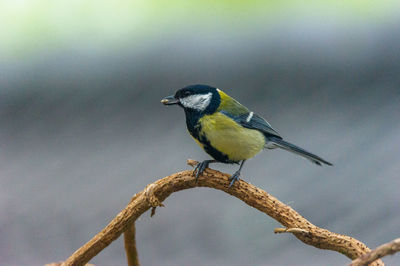 Close-up of bluetit perching on branch