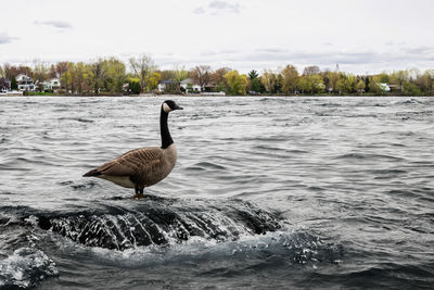 Swan on lake against sky