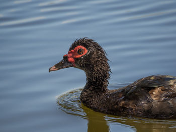 Duck swimming on lake