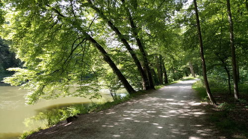 Road amidst trees in forest