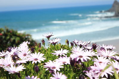 Close-up of flowering plants by sea