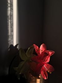 Close-up of flowers against wall