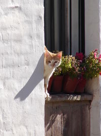 Portrait of cat sitting outdoors