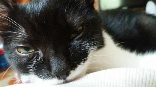 Close-up portrait of cat