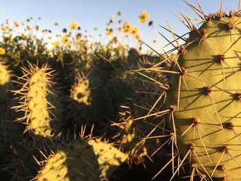 Close-up of plants against clear sky