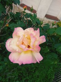 Close-up of pink rose