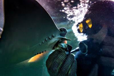 Close-up of person feeding shark in aquarium