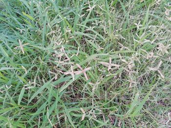 Full frame shot of plants growing on land