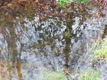 Reflection of trees in lake