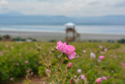 Close-up of pink flowering plant