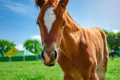 Close-up of a horse on field