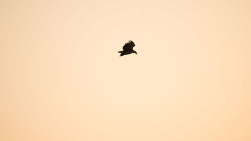 Low angle view of silhouette bird flying against sky