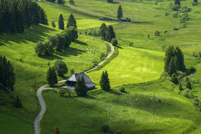 High angle view of agricultural field