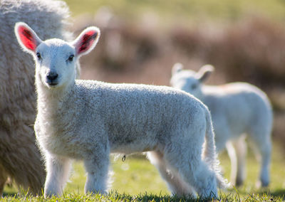 Close-up of sheep on field