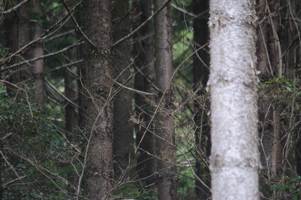 CLOSE-UP OF BAMBOO TREES