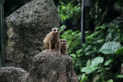 Close-up of monkey on rock